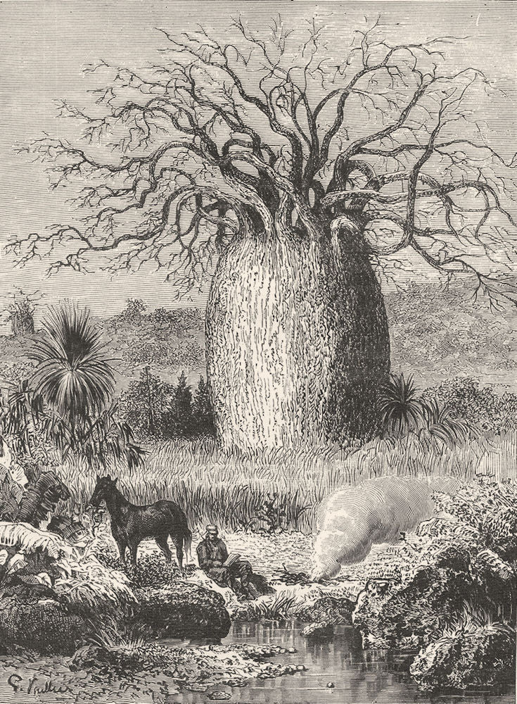 AUSTRALIA. Australian Fauna and Flora. The Bottle-tree 1886 old antique print